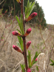 Prunus tenella