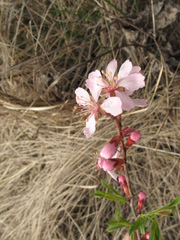 Prunus tenella