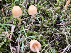 Galerina semilanceata