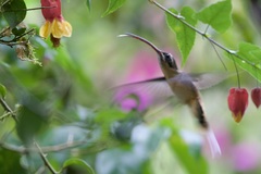 Phaethornis syrmatophorus