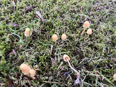 Galerina semilanceata