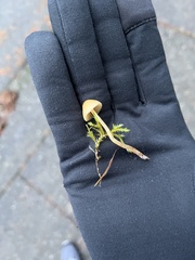 Galerina semilanceata