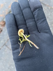 Galerina semilanceata