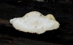 Trametes suaveolens