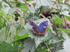 Protogoniomorpha temora temora