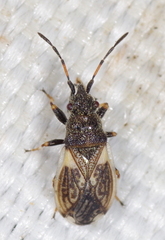 Macroplax preyssleri