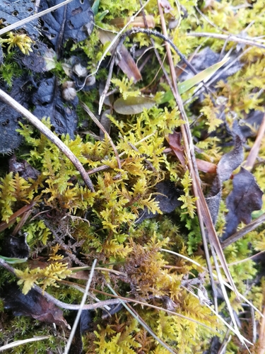 tujovička pramenisková (Thuidium assimile)