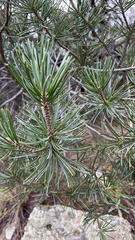 Pinus cembroides