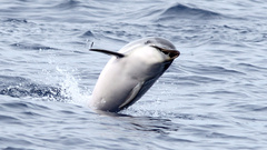 Stenella coeruleoalba