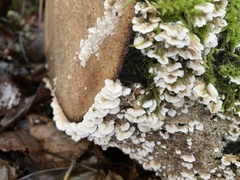 Cylindrobasidium evolvens