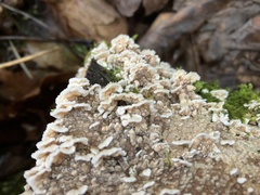 Cylindrobasidium evolvens