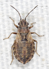 Nithecus jacobaeae