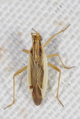 Stenodema holsata
