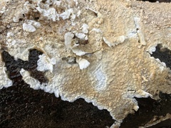 Cylindrobasidium evolvens