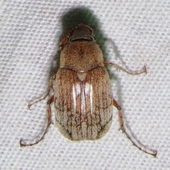 Isonychus arizonensis