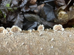 Cylindrobasidium evolvens