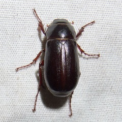 Phyllophaga bilobatata