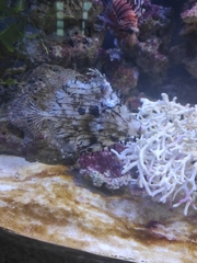 Chaetodermis penicilligerus