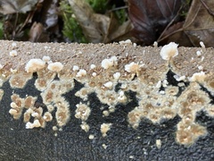 Cylindrobasidium evolvens