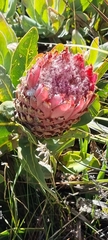 Protea magnifica