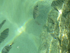 Diplodus