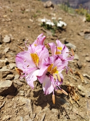 Alstroemeria exserens