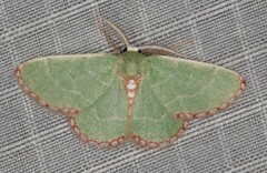 Allochrostes saliata