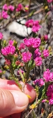 Erica corifolia