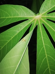 Telamonia