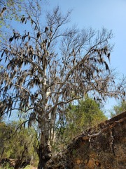 Platanus mexicana