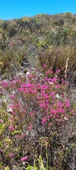 Erica corifolia
