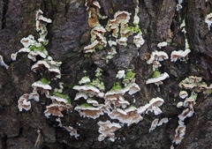 Skeletocutis amorpha