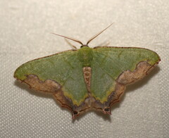 Antharmostes papilio