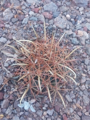 Coryphantha robustispina uncinata