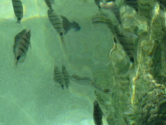 Diplodus
