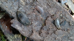 Kobeltia