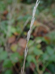Lolium perenne