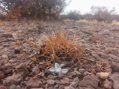 Coryphantha robustispina uncinata