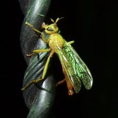 Pyrgotidae