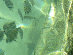Diplodus