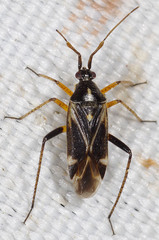 Harpocera thoracica
