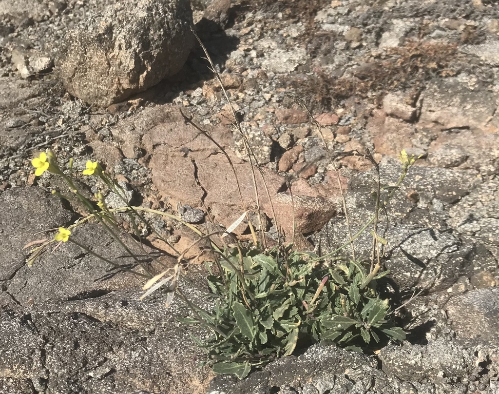 Diplotaxis vogelii