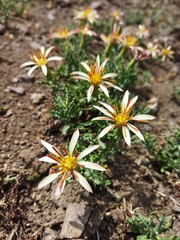 Mutisia sinuata