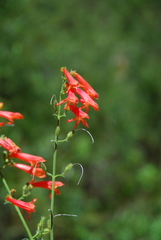 Penstemon rostriflorus