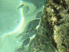 Diplodus