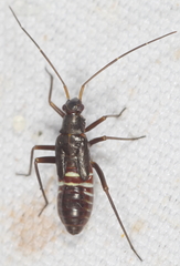 Miris striatus