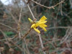 Forsythia