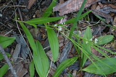 Maianthemum trifolium
