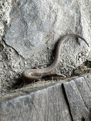 Anadia pulchella