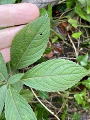 Mercurialis perennis